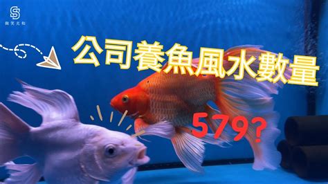 魚缸魚隻數量|【魚要養幾隻比較好】家裡養幾條魚財運好？養單數吉利還是雙。